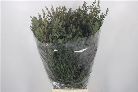 <h4>Euc Parvifolia Per Bunch 300 Gram</h4>