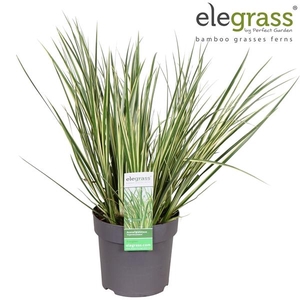Acorus gramineus 'Argenteostriatus' P14