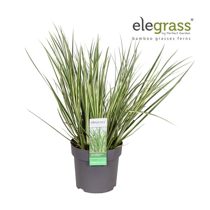 <h4>Acorus gramineus 'Argenteostriatus' P14</h4>