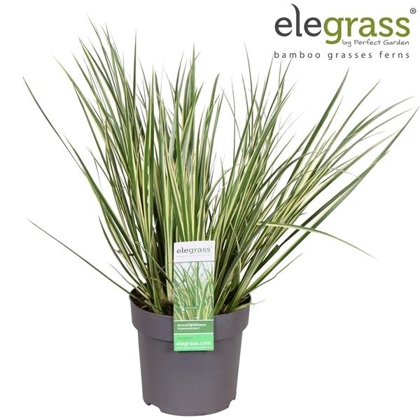 Acorus gramineus 'Argenteostriatus' P14