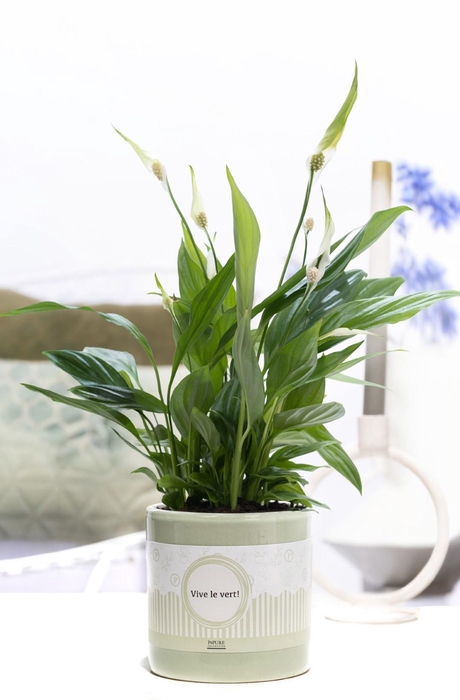 <h4>Spathiphyllum Korto in P&P cadeau concept: VIVE LE VERT!</h4>
