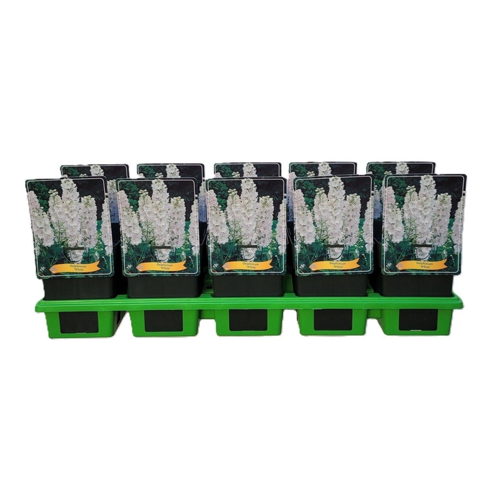 <h4>Delphinium White P11</h4>