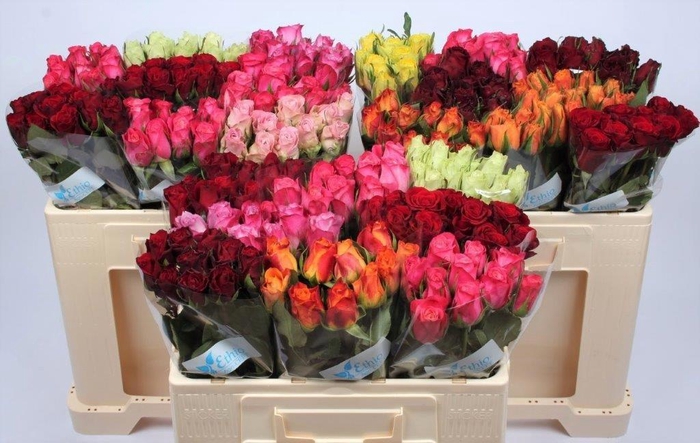 <h4>R GR GEM IN FUST</h4>