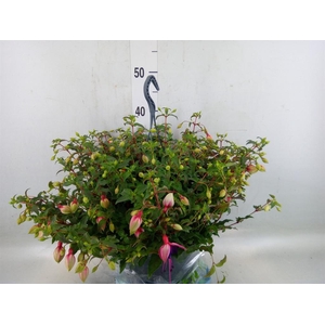 Fuchsia  'Bella Fuchsia Georgia'