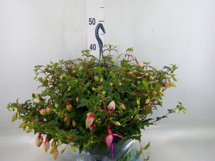 <h4>Fuchsia  'Bella Fuchsia Georgia'</h4>
