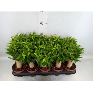 Ficus benja. 'Natasja'