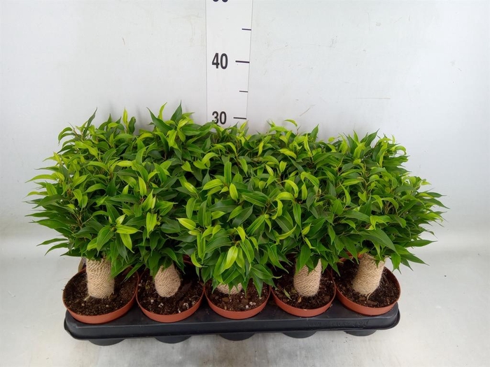 <h4>Ficus benja. 'Natasja'</h4>