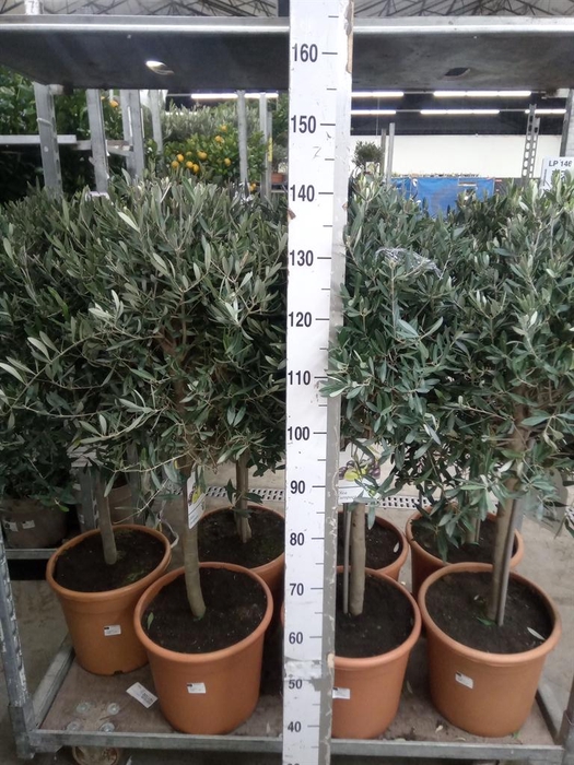 <h4>Olea europaea</h4>