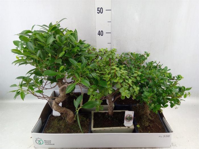 <h4>Bonsai   ...mix</h4>