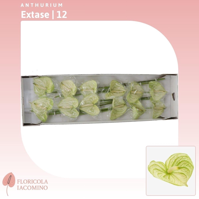 <h4>Anthurium Extase</h4>