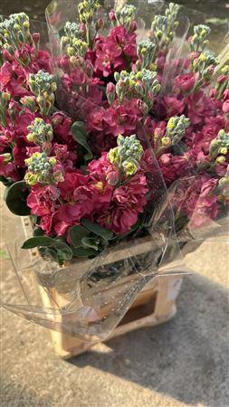 <h4>Matth Iron Brown</h4>