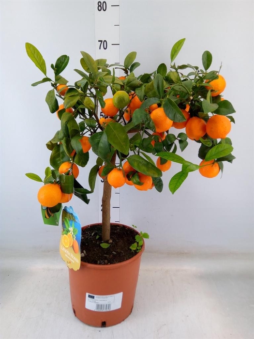 <h4>Citrus limetta</h4>