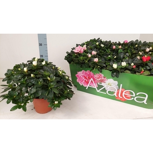 RHODO SI VOGEL GEM
