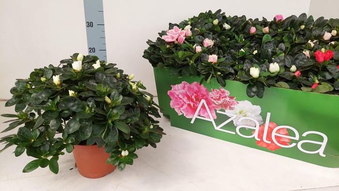 <h4>RHODO SI VOGEL GEM</h4>