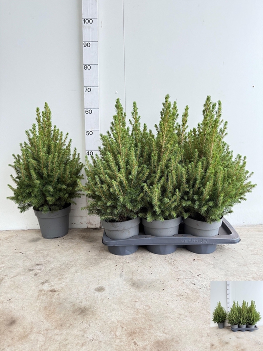 <h4>PICEA GL DECEMBER</h4>