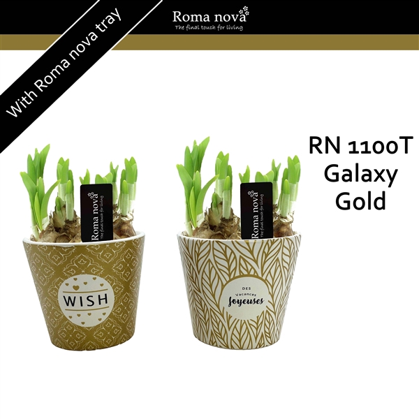 <h4>1100T - Galaxy Gold (Tete a Tete)</h4>