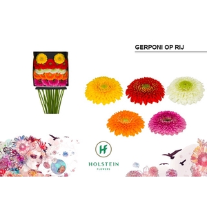 Germini Pomponi Mix Pomponi  Diamond per kaart