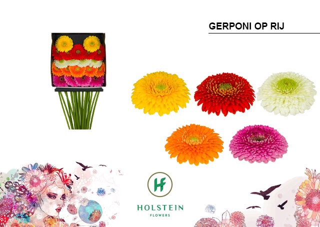 <h4>Germini Pomponi Mix Pomponi  Diamond per kaart</h4>