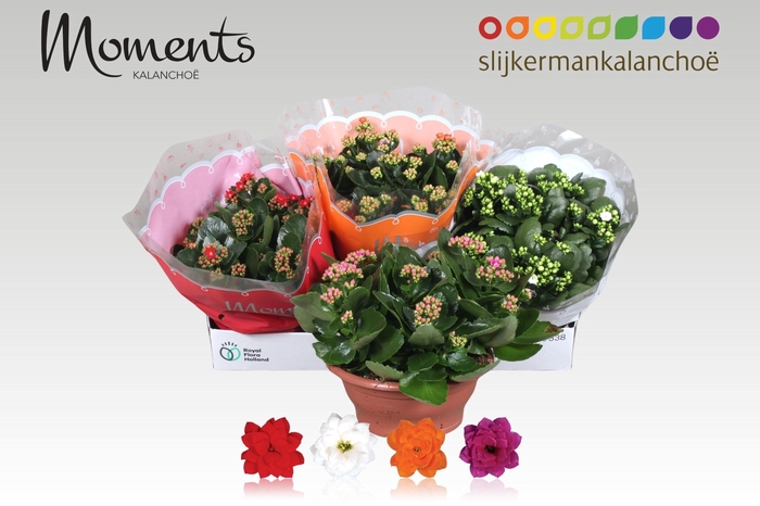 <h4>KAL GE GEM 4 KL</h4>