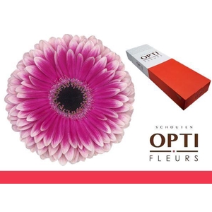 Gerbera Prelude Doos