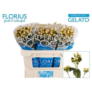 Hyp Coco Gelato Florius