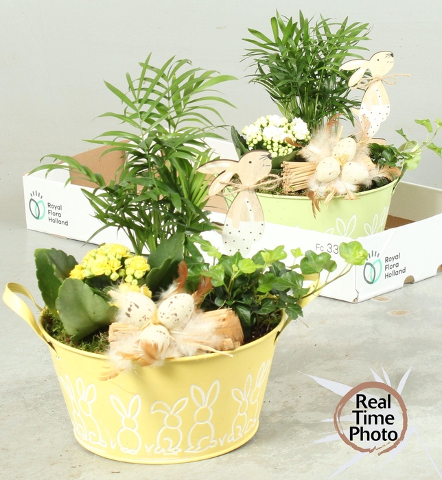 <h4>ARR KAMERPL</h4>