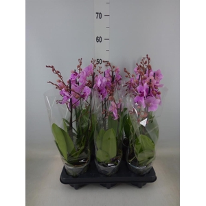 Phalaenopsis multi.   ...rose