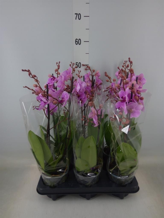 <h4>Phalaenopsis multi.   ...rose</h4>
