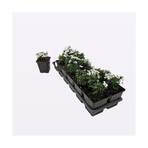 <h4>Iberis Sempervirens</h4>