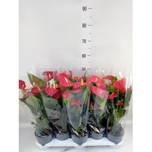 Anthurium andr. 'Karma Red'