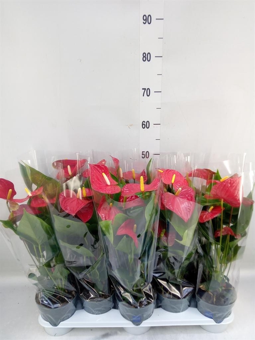 <h4>Anthurium andr. 'Karma Red'</h4>