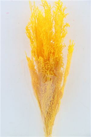 <h4>Pres Licopodium Long Yellow Bunch</h4>