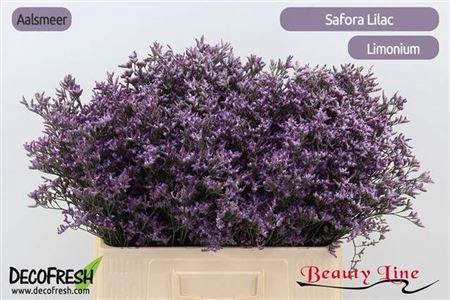 Limon Safora Lilac