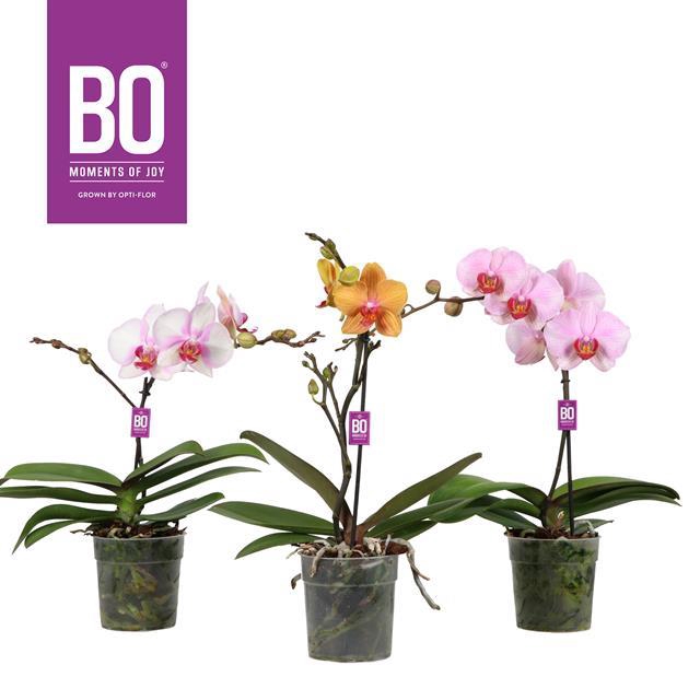PHAL OPTI DIVA MIX 1 TAK