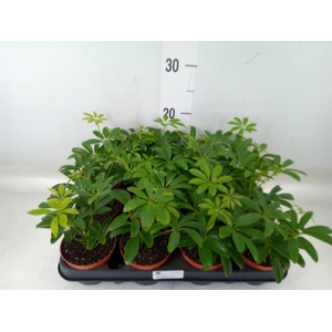 Schefflera arbor. 'Luseana'