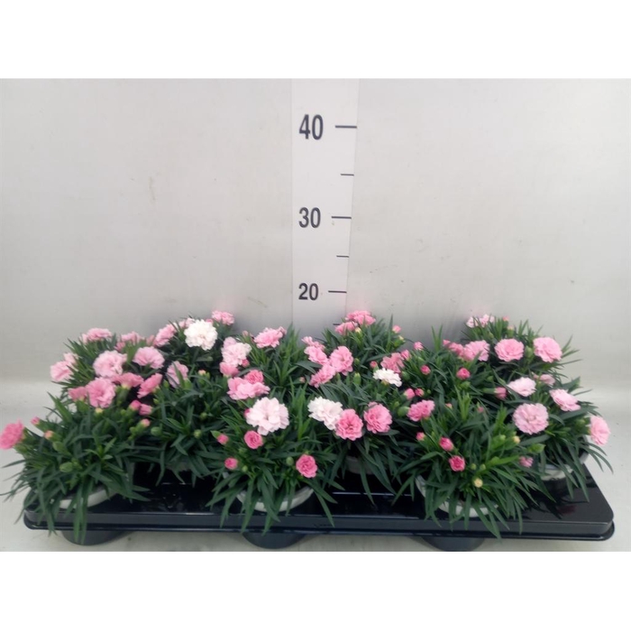 <h4>Dianthus  'I Love U'</h4>