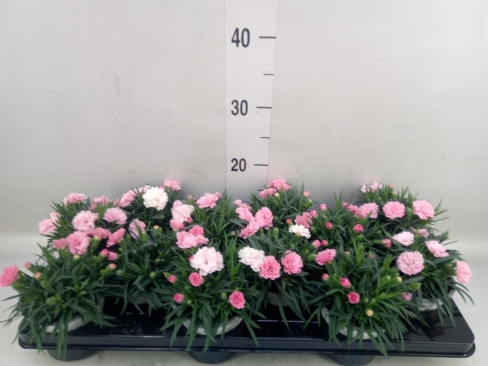 Dianthus  'I Love U'