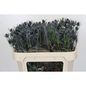 Eryngium Blue Dynamite
