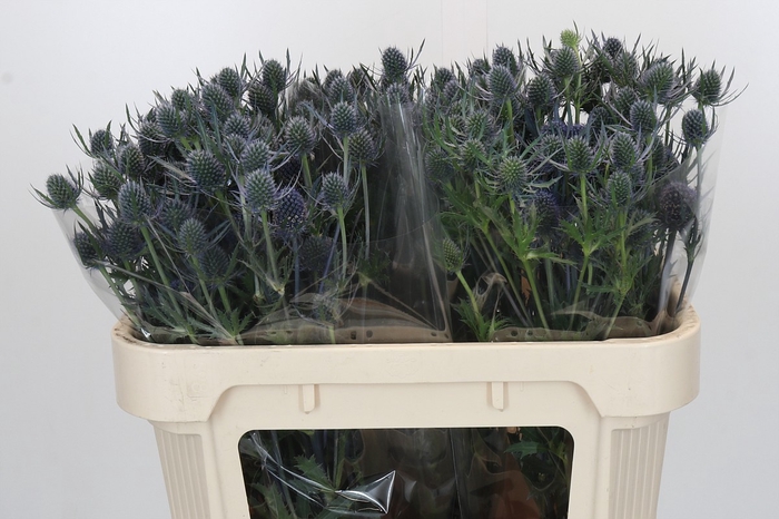 <h4>Eryngium Blue Dynamite</h4>