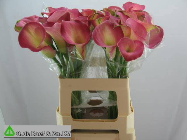 <h4>ZANT CANDY DREAM</h4>