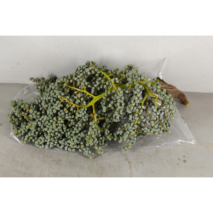 <h4>Dadels Phx Per Kilo</h4>