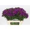 Dianthus Br Amazon Neon Purple