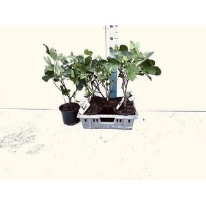 FICUS CARICA