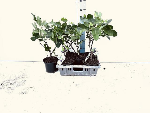 <h4>FICUS CARICA</h4>