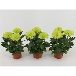 Chrysant Anastasia lime