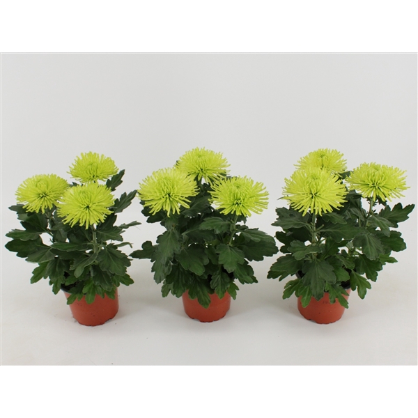 <h4>Chrysant Anastasia lime</h4>
