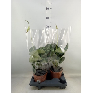 Anthurium clarinervium