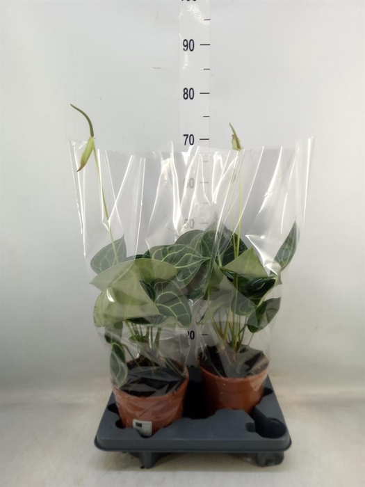 <h4>Anthurium clarinervium</h4>