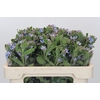 Oxypetalum Tweedia Blue