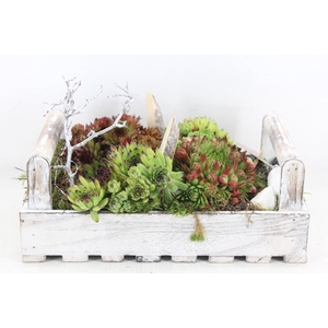 arr4 Semp MB - Hout tray L los